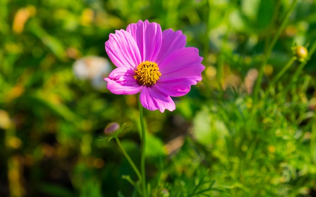 un fiore rosa