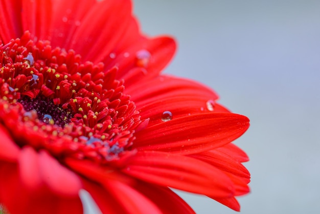 Un fiore rosso con gocce d'acqua su di esso