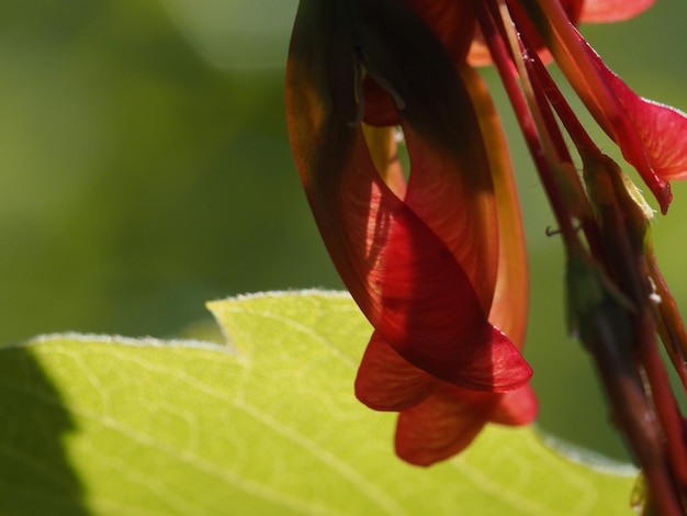 Un fiore rosso con una foglia verde