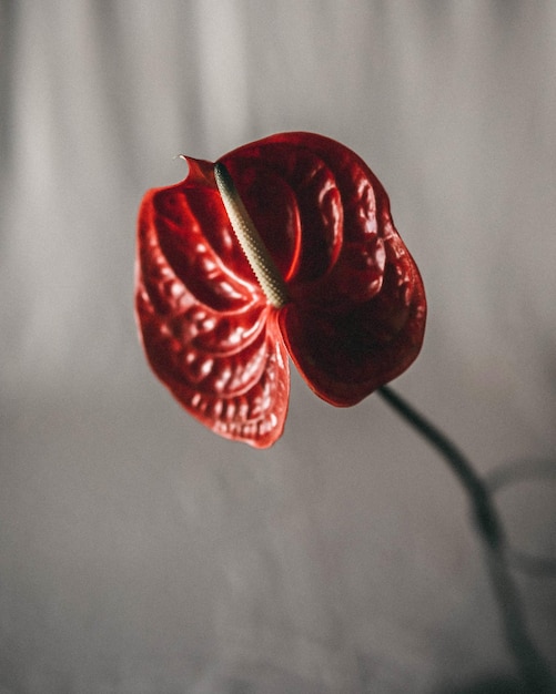 Un fiore rosso con uno sfondo bianco e una foglia rossa