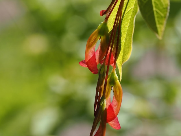 Un fiore rosso e verde