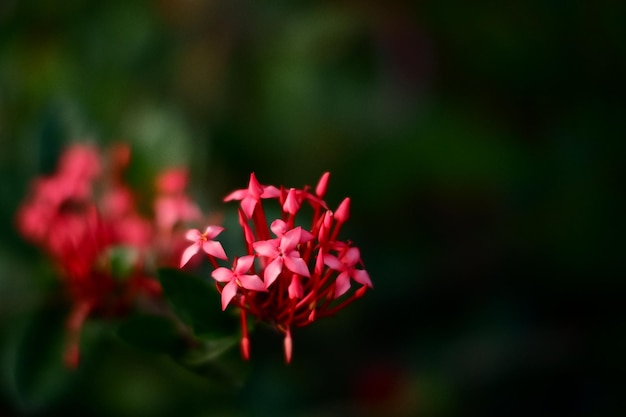 Un fiore rosso in giardino