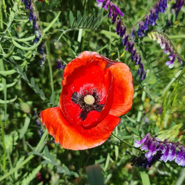 Un fiore rosso in un campo