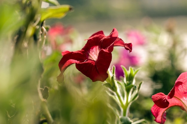 Un fiore rosso in un campo