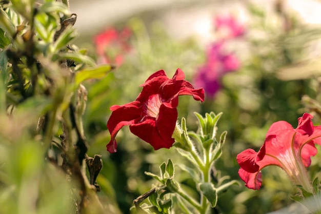 Un fiore rosso in un giardino