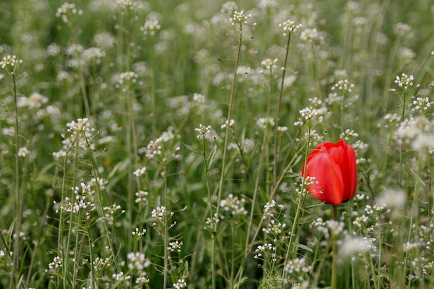 Un fiore rosso si trova in un campo di fiori bianchi.