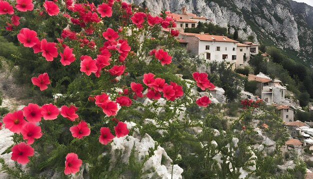 un fiore rosso sta fiorendo su una montagna