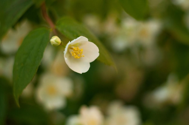 Un fiore su un cespuglio di gelsomino con uno sfondo sfocato