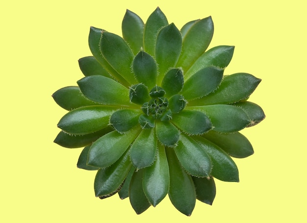 Un fiore succulento su una superficie gialla dell'isolato. Avvicinamento.