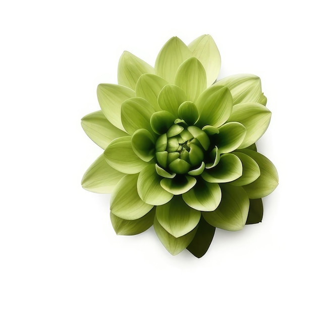 Un fiore verde con sopra un fiore verde
