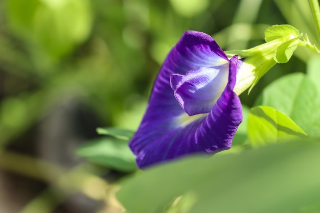 Un fiore viola con foglie verdi