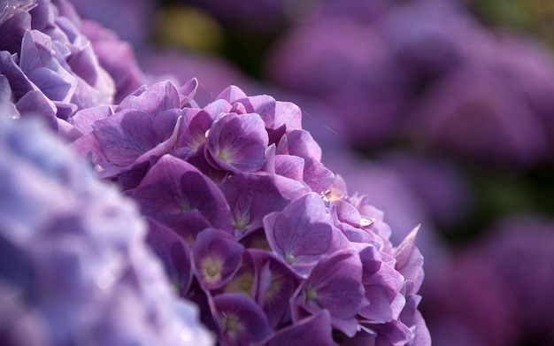 un fiore viola con il centro giallo e i petali viola