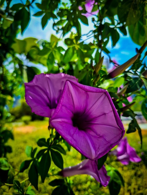 un fiore viola con la parola " b " sopra