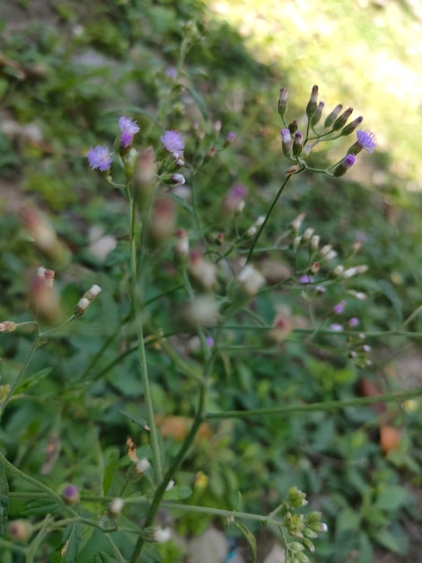 Un fiore viola con la scritta " sul lato