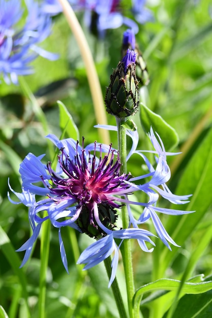 Un fiore viola con stelo verde e petali viola