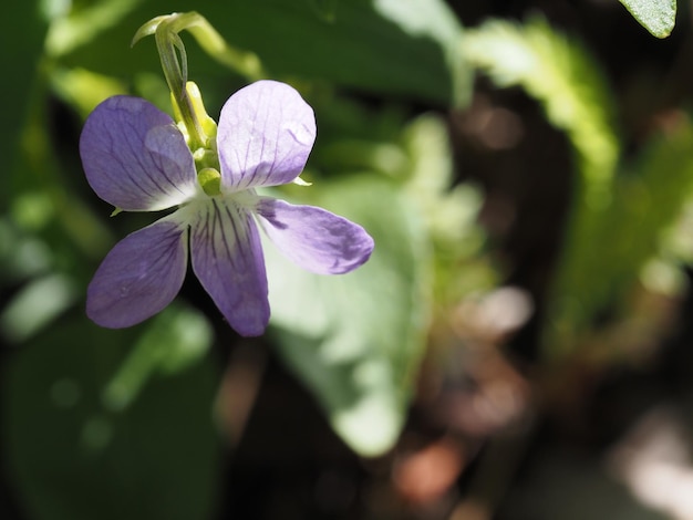 Un fiore viola con un centro bianco e una foglia verde sullo sfondo.