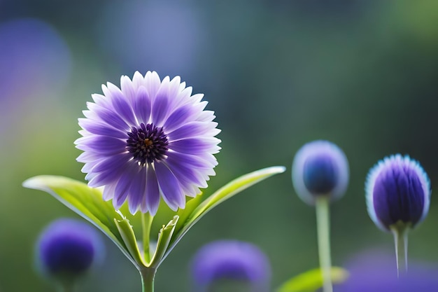 un fiore viola con un centro blu che dice " primavera ".