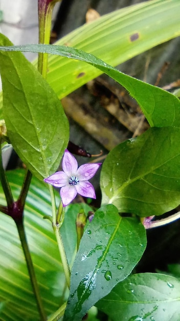 Un fiore viola con un centro blu è circondato da foglie verdi.