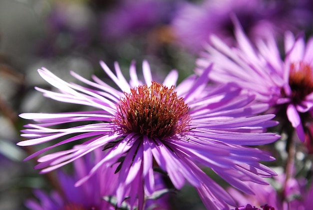 Un fiore viola con un centro marrone