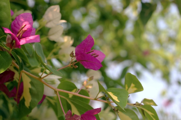 Un fiore viola con un piccolo foro al centro.