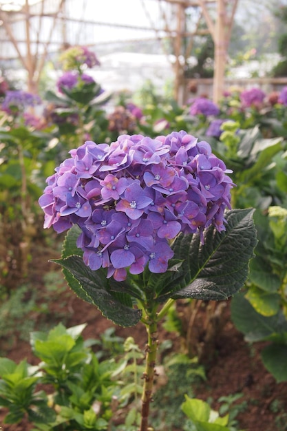 Un fiore viola con una macchia gialla al centro.