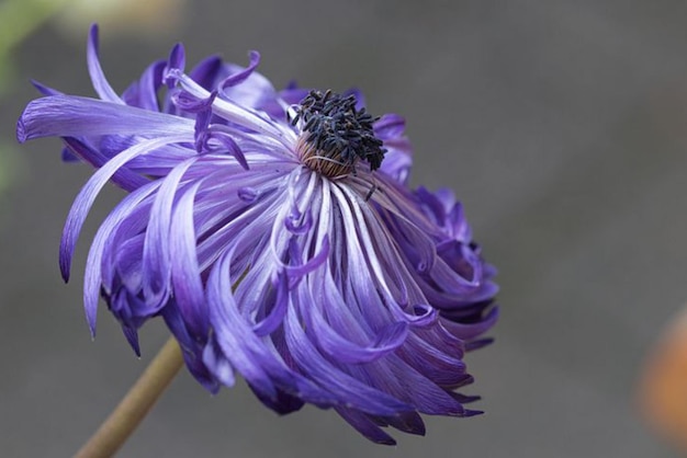 un fiore viola con una punta nera.