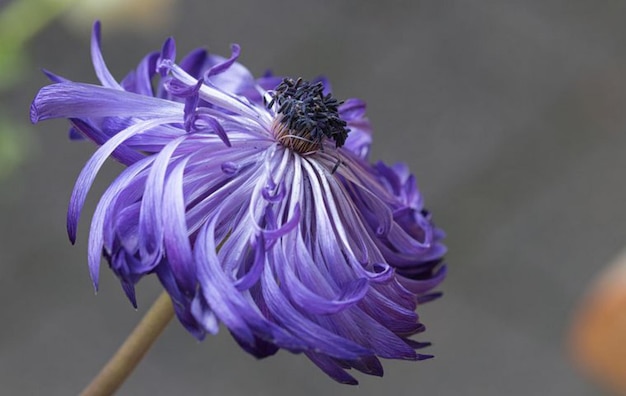 un fiore viola con una punta nera.