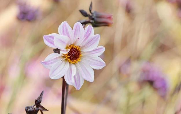 un fiore viola e bianco con un centro viola.