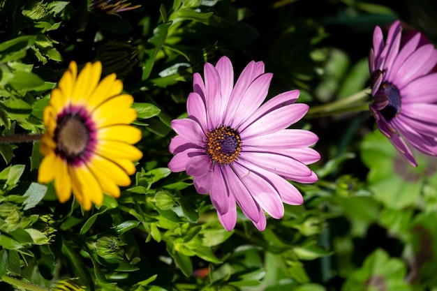 Un fiore viola e giallo è in primo piano e un fiore giallo è sullo sfondo.