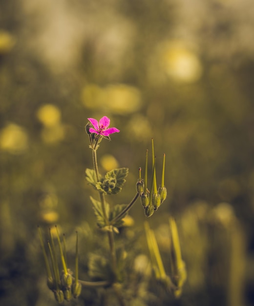 un fiore viola è in un campo di erba alta