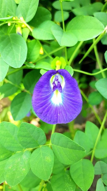 Un fiore viola nel giardino