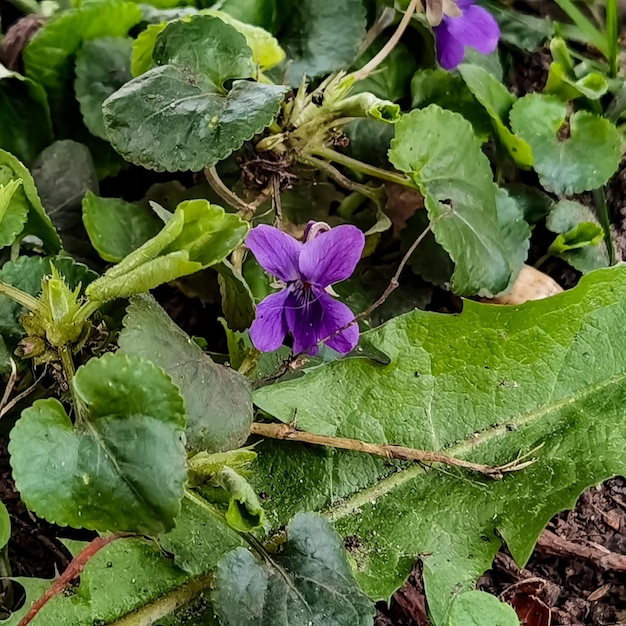 Un fiore viola sta crescendo in un giardino.