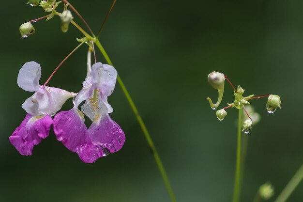 Un fiore viola visto da vicino con gocce d'acqua dopo una tempesta di pioggia