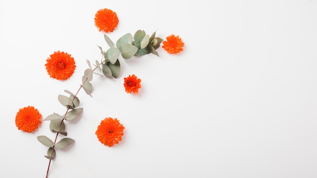 Un fiori di calendula arancione e ramoscello su sfondo bianco