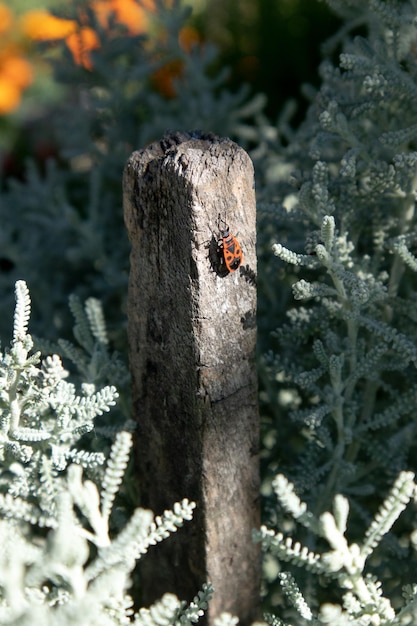 Un firebug Pyrrhocoris apterus siede su un pilastro di legno