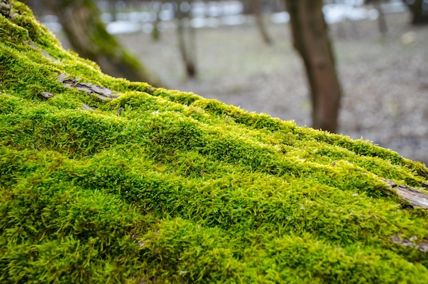 Un fitto muschio verde si stabilì su un tronco d'albero Foresta su un tronco d'albero