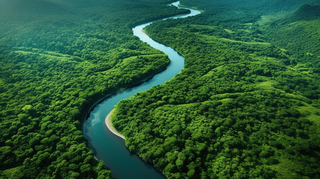 Un fiume attraversa una foresta con rocce e alberi