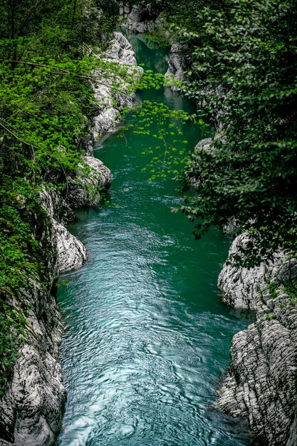 Un fiume con acqua verde e un albero verde sullo sfondo.