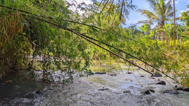 un fiume con alberi di bambù