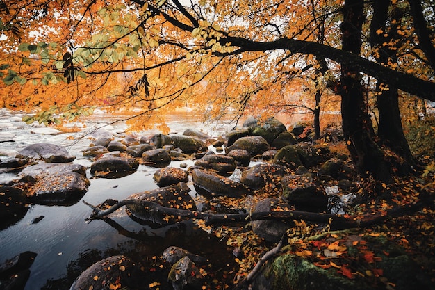 Un fiume con grandi pietre sulla riva di una foresta autunnale Messa a fuoco selettiva