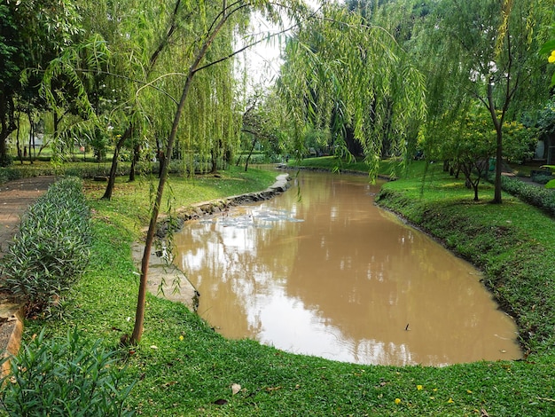 un fiume con un albero dentro