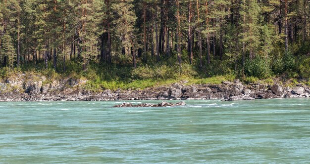 Un fiume di montagna ampio e pieno che scorre veloce. Grandi rocce sporgono dall'acqua. Grande fiume di montagna Katun, colore turchese, nelle montagne di Altai, Repubblica di Altai.