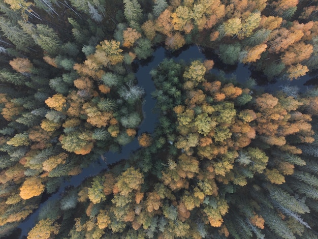 Un fiume in una pittoresca foresta autunnale Vista aerea Sfumature di fogliame ingiallito