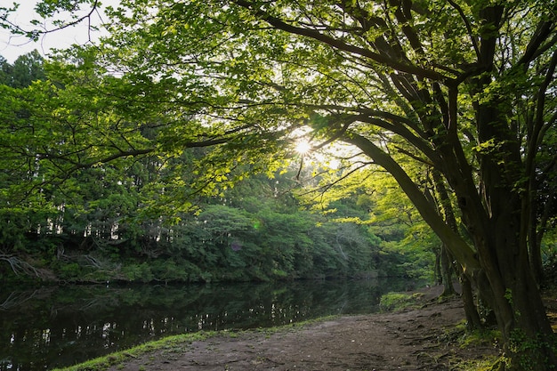 Un fiume scorre attraverso i boschi con alberi e sole che splende attraverso gli alberi.