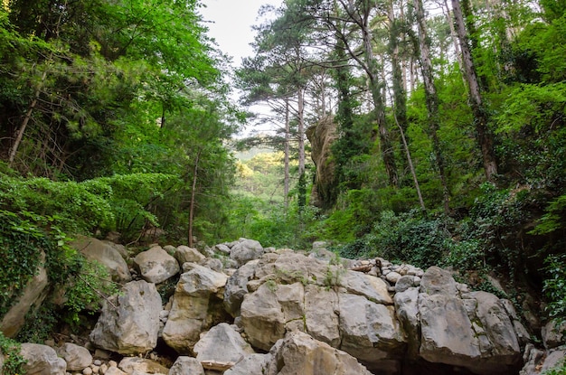 Un fiume scorre attraverso la foresta ed è circondato da alberi e rocce.