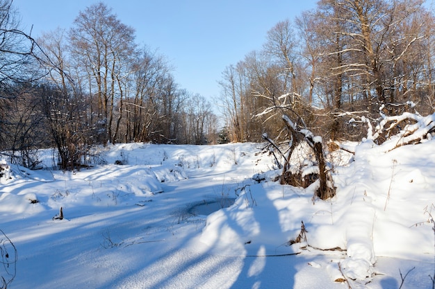 Un fiume stretto nella foresta in inverno, il fiume è coperto di ghiaccio spesso da acqua ghiacciata, natura invernale e gelo