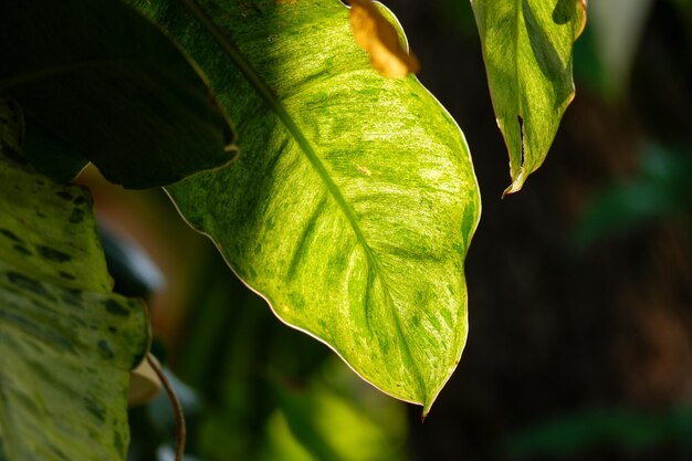 un fogliame verde lascia lo sfondo