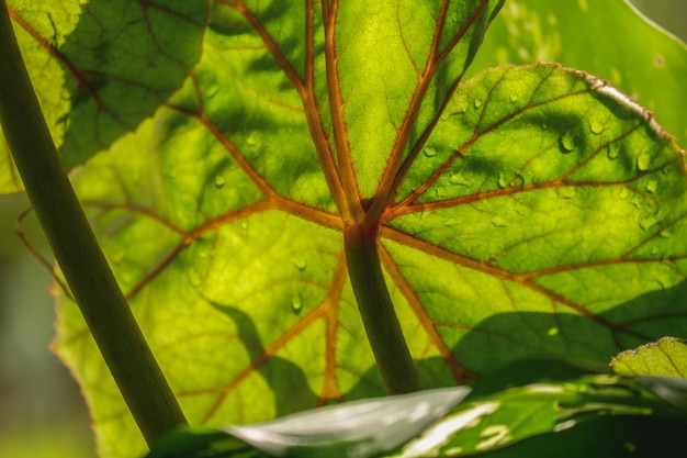 un fogliame verde lascia lo sfondo