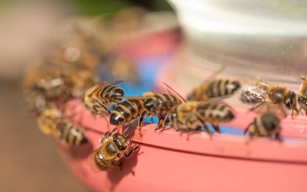 Un folto gruppo di api sta bevendo acqua all'abbeveratoio