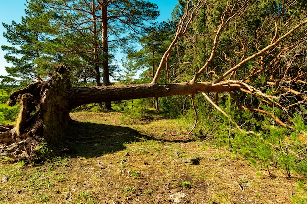 Un forte uragano ha strappato un albero da terra, un pino con una radice